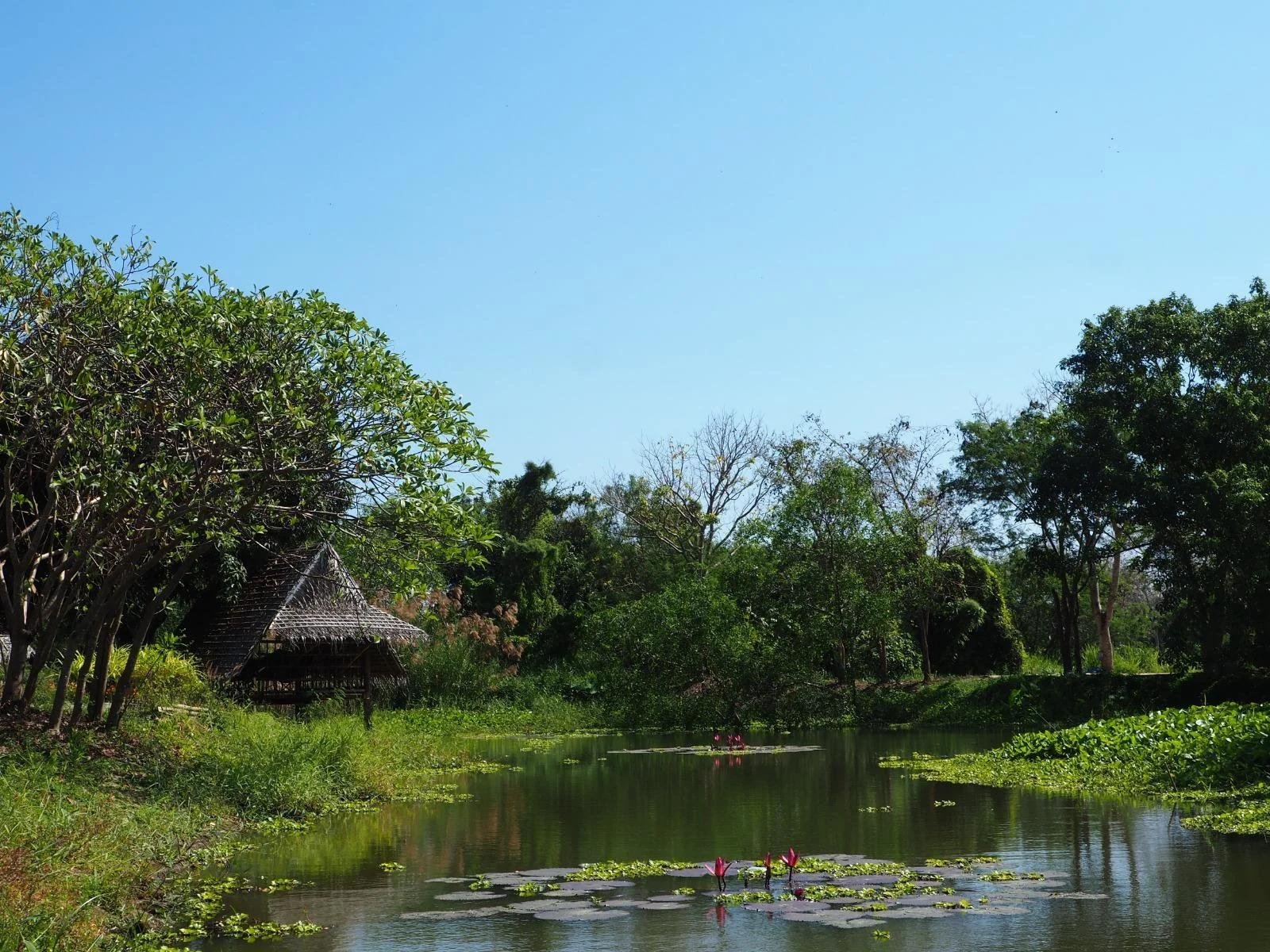 Lotus pond and wooden pavilion at Firefly Pattaya
