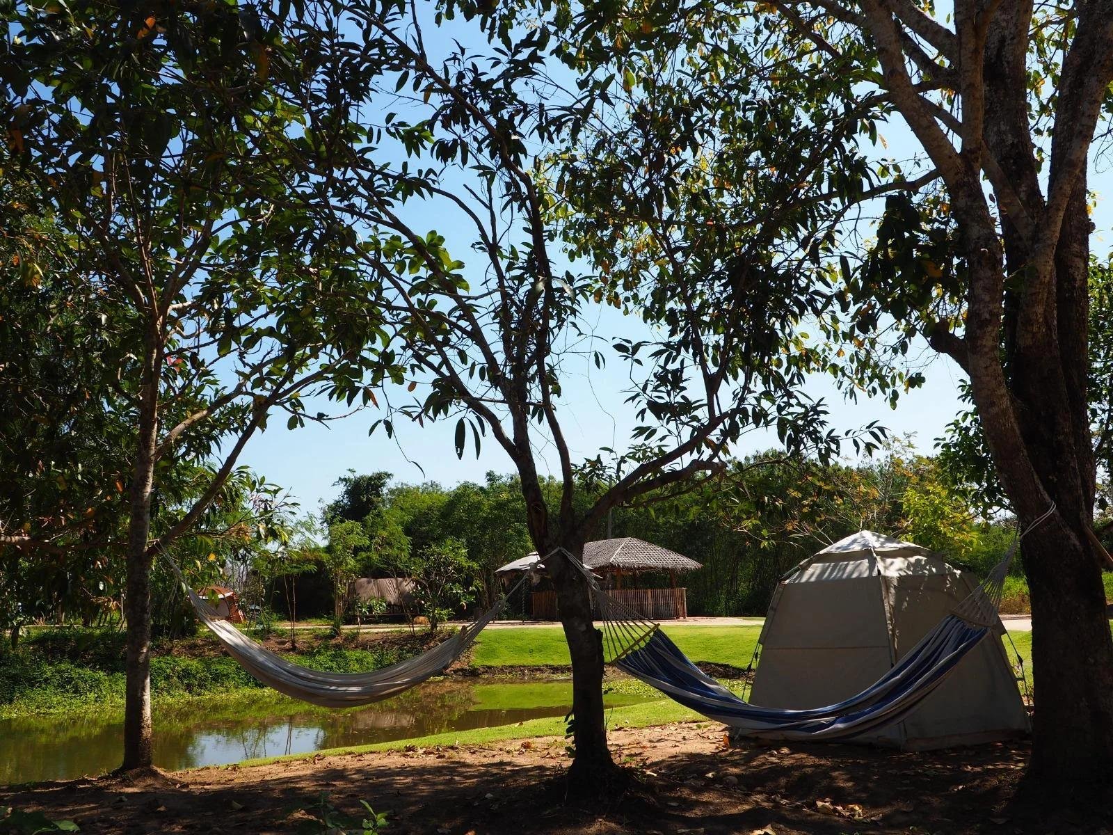 Hammocks under shade trees beside lotus pond