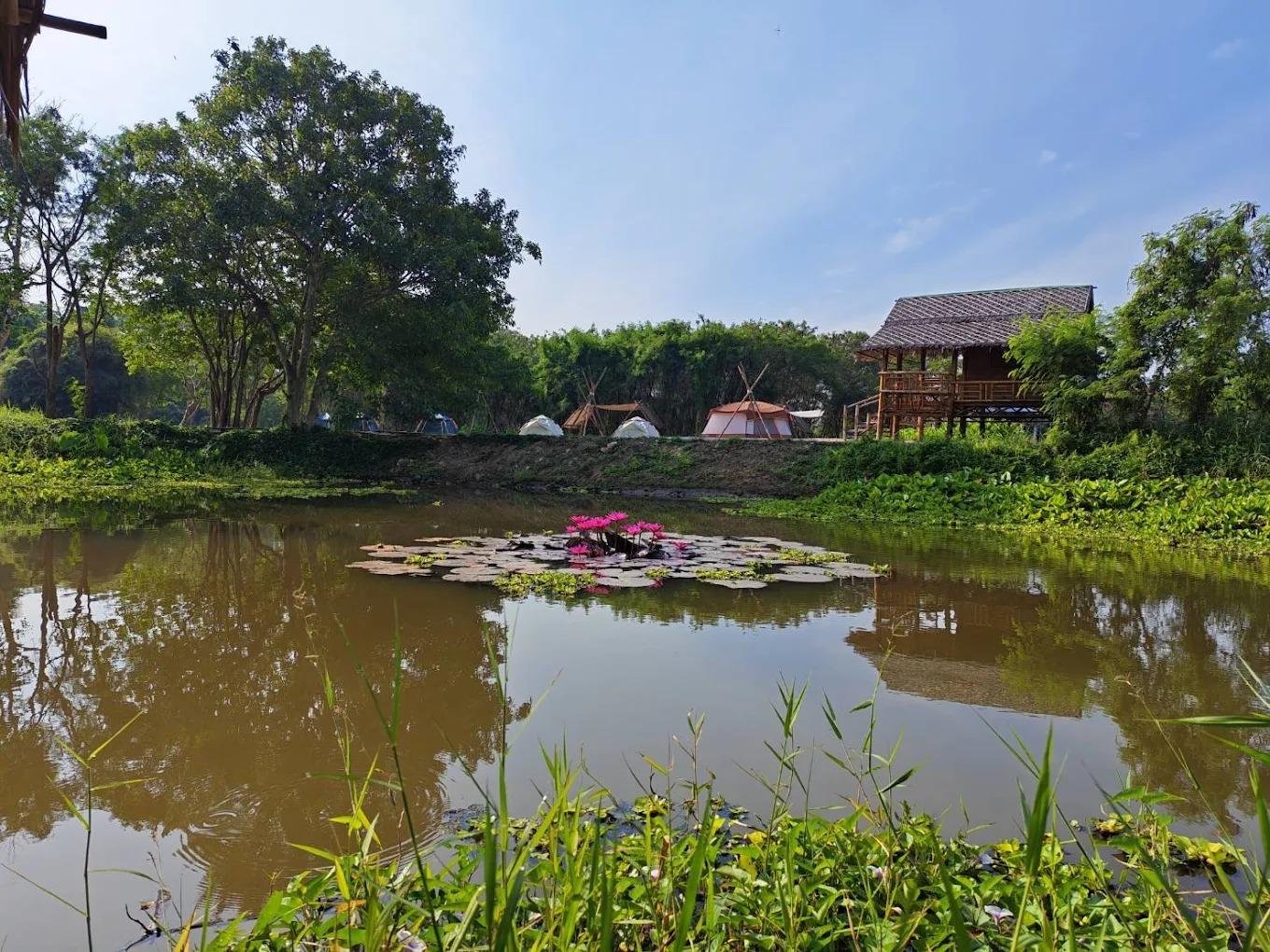 Traditional Thai wooden stilt pavilion overlooking the lotus pond